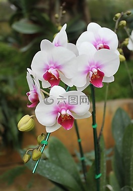 蘭花,花,性質(zhì)