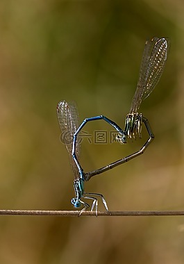 蜻蜓,再現(xiàn),昆蟲綱