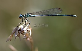 蜻蜓,昆蟲綱,翅膀