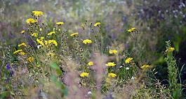 野生草藥,野生花卉,夏季