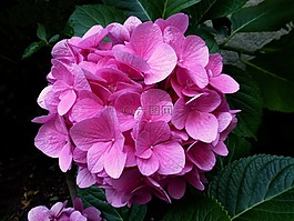 繡球花,粉色,花