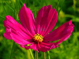 cosmea,宇宙,花