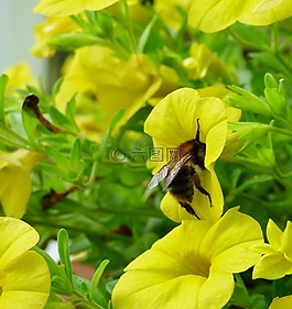 蜜蜂,bug,性質(zhì)