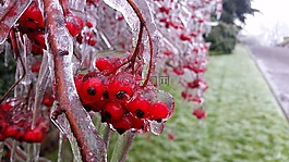 自然,季節(jié),植物區(qū)系
