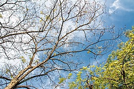 樹枝,天空,樹