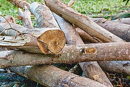 砍柴。,一大堆的木头。,木柴