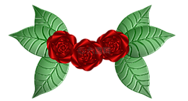 玫瑰,花,綠色