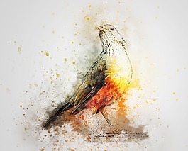 鳥,顏色,羽毛