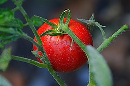 西紅柿,紅色,蔬菜