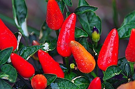 紅色,辣椒,蔬菜