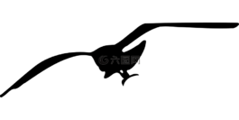 鳥,海鷗,側(cè)影