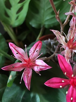 性質(zhì),植物,花