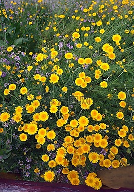 黃色,鮮花,夏季