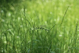 青草,綠色,小麥