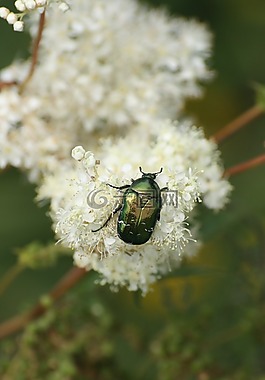 甲蟲(chóng),昆蟲(chóng),山的花