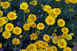 黃色,鮮花,夏季