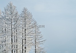 冬天,樹,雪