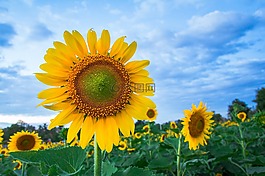 植物區(qū)系,向日葵,花