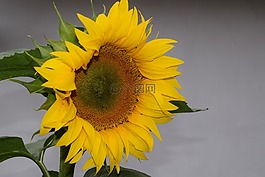 太陽花,鮮花,開花