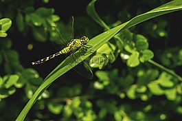 自然,葉,植物區(qū)系
