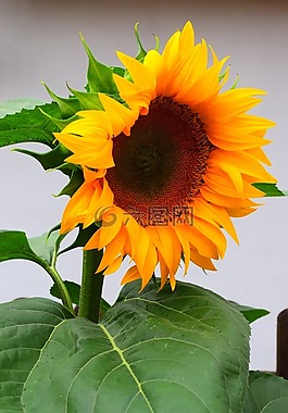 太陽花,鮮花,開花
