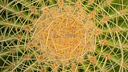仙人掌,甜點,植物學