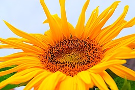 太陽花,鮮花,開花