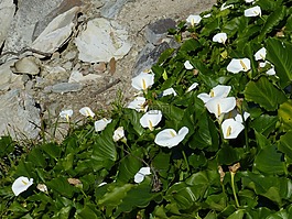 南非,花園大道,巖
