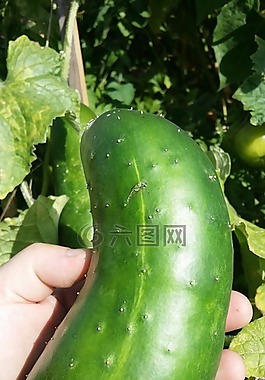 黃瓜,綠色,手