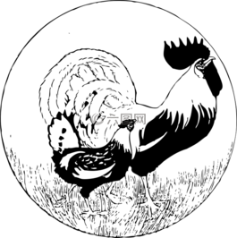 公雞,男,家禽
