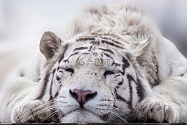 虎,白,動物