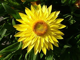 開花,黃色,關(guān)閉