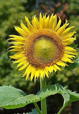 向日葵,太陽,鮮花