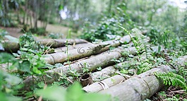 自然,植物區(qū)系,木材
