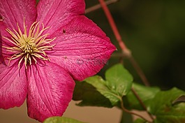 花,粉紅色,開花