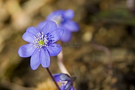 赫帕卡,紫,花