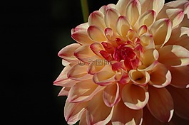 開花,黃色,花