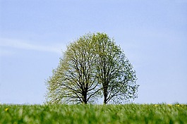 樹,景觀,草地