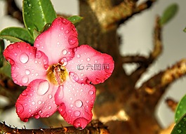 花,粉紅色,鮮花