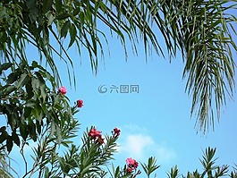 樹,鮮花,藍色的天空