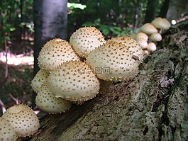 tuskógombák,蘑菇,森林