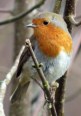 知更鳥,歐洲知更鳥,erithacus rubecula