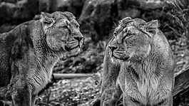母獅,獅子,野生