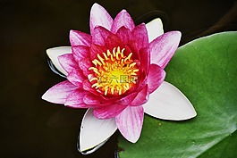 花,蓮花,植物