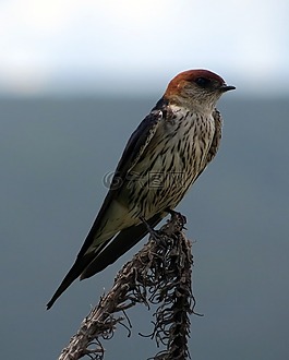 燕子,鳥(niǎo),橙色