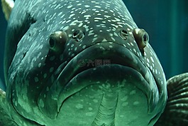魚,水族館,學校的魚