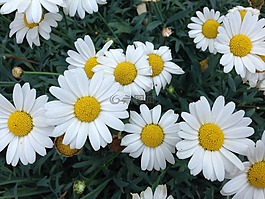 鮮花,夏季,雛菊