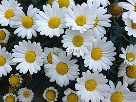 鮮花,夏季,雛菊