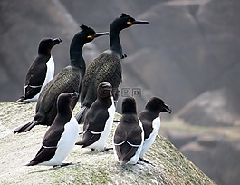 鸕鶿,鳥,海雀