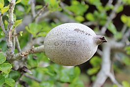 栀子果,栀子,植物
